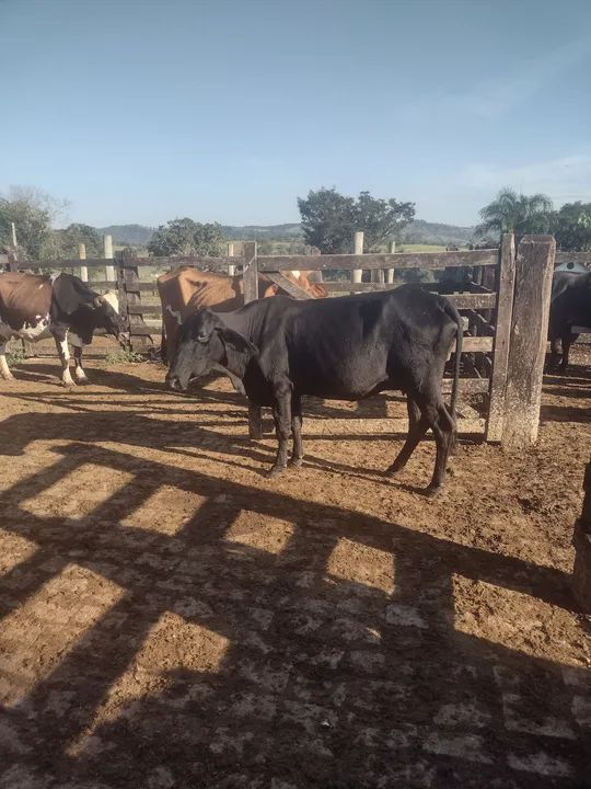 Vaca meio sangue muito boa