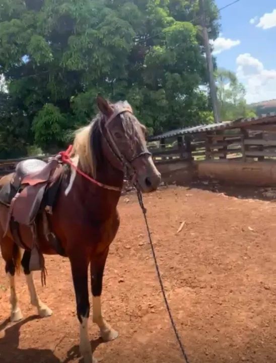 Cavalo pampa inteiro macha picada  - Foto 4