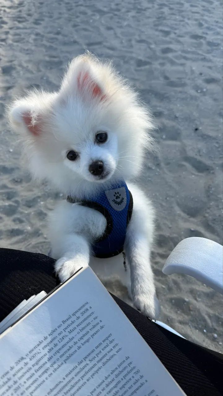 Filhote Lulu da pomerania  - Foto 3
