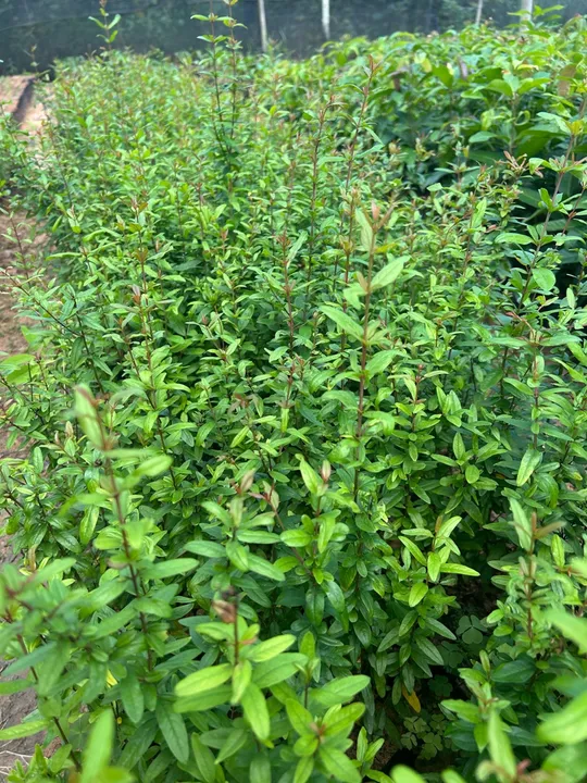 Mudas de plantas para produção rural