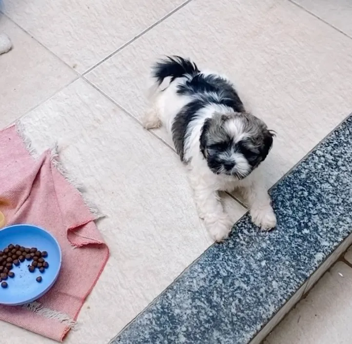 Filhote Shih Tzu