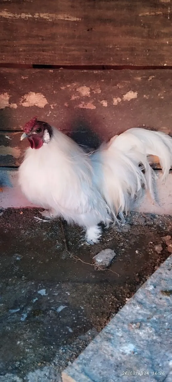 Galo ornamental Sedoso Branco