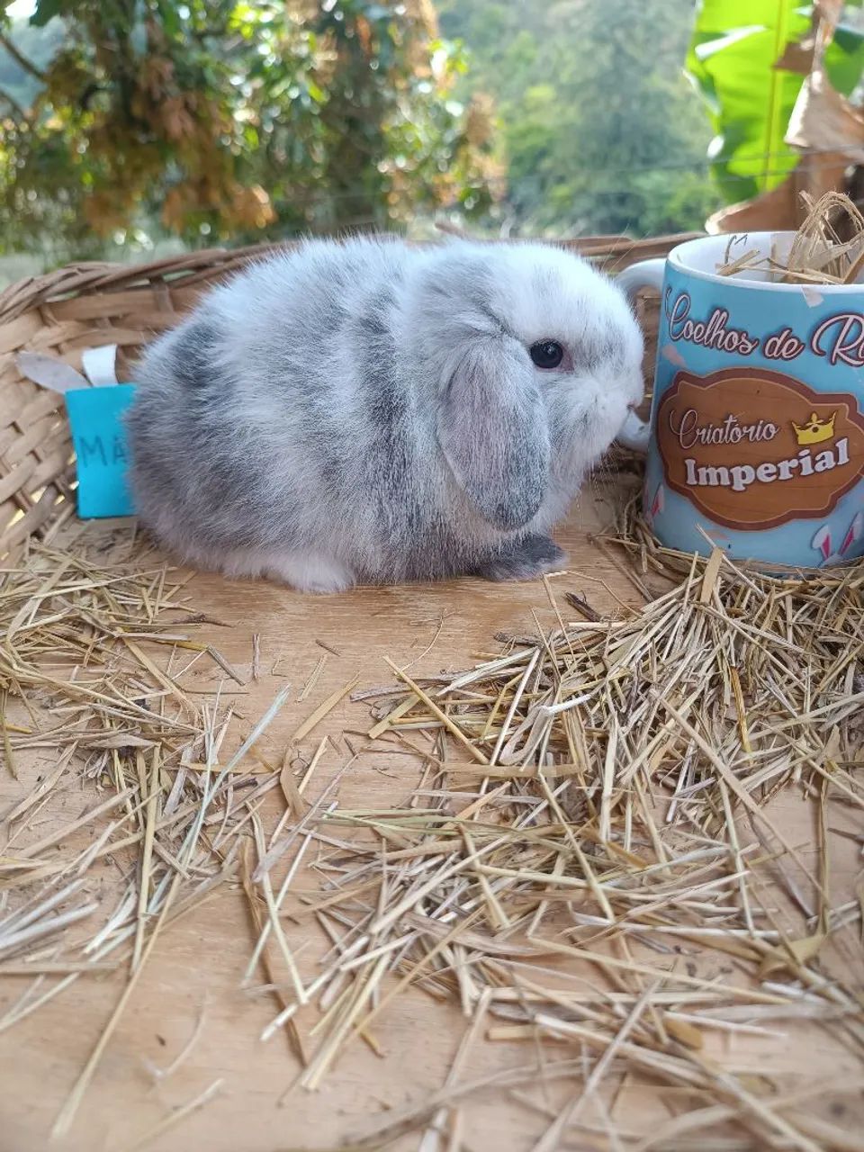 Coelho de companhia Mini Lop Uruguaio - RARO - Foto 3