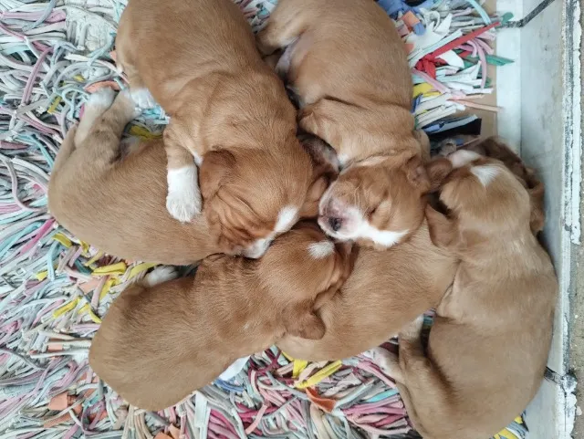 Filhotes de Cocker Spaniel Inglês