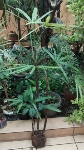 Vendo Mudas de Rafia - Guarulhos  - Foto 2