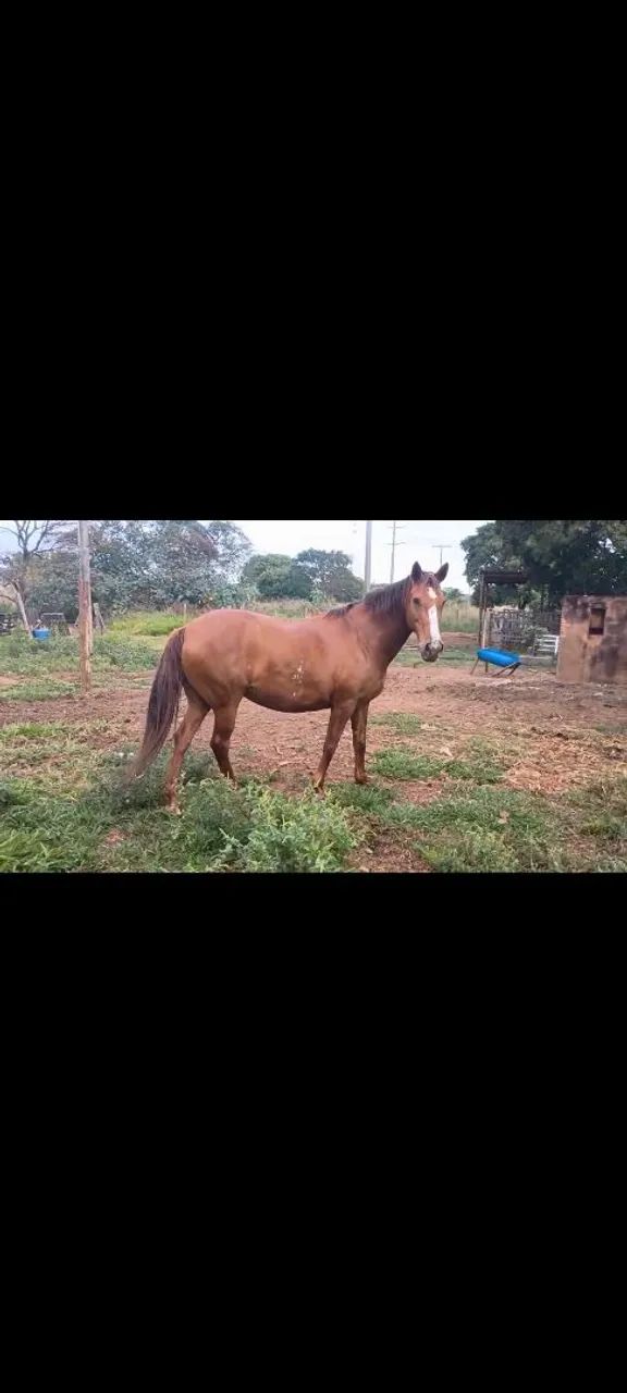 VENDO ÉGUA SUPER DÓCIL MANSA  - Foto 6