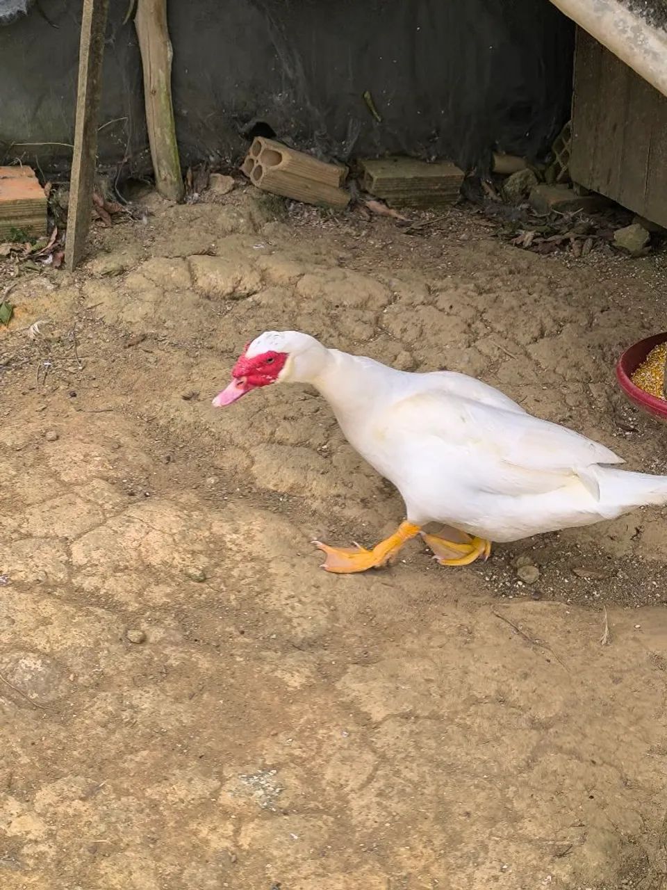 Patos  - Foto 3