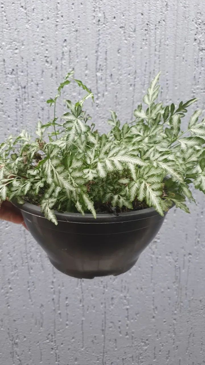Plantas diversas  - Foto 4