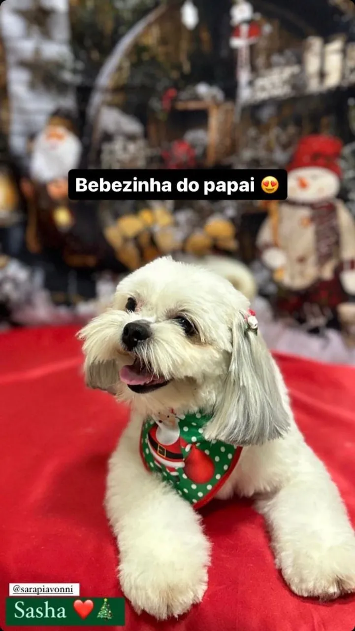 Filhotes de shih tzu