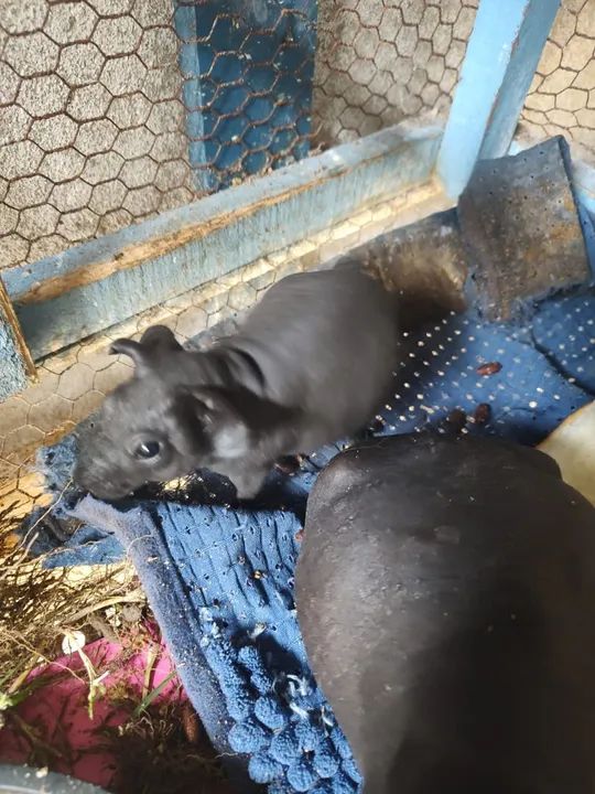 Porquinho da índia  - Foto 4