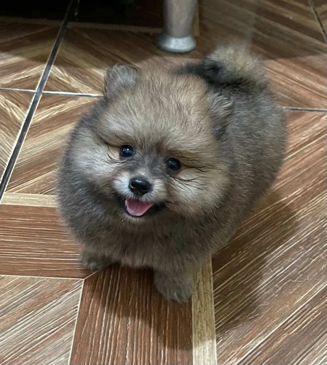 Filhote disponível  - Foto 2