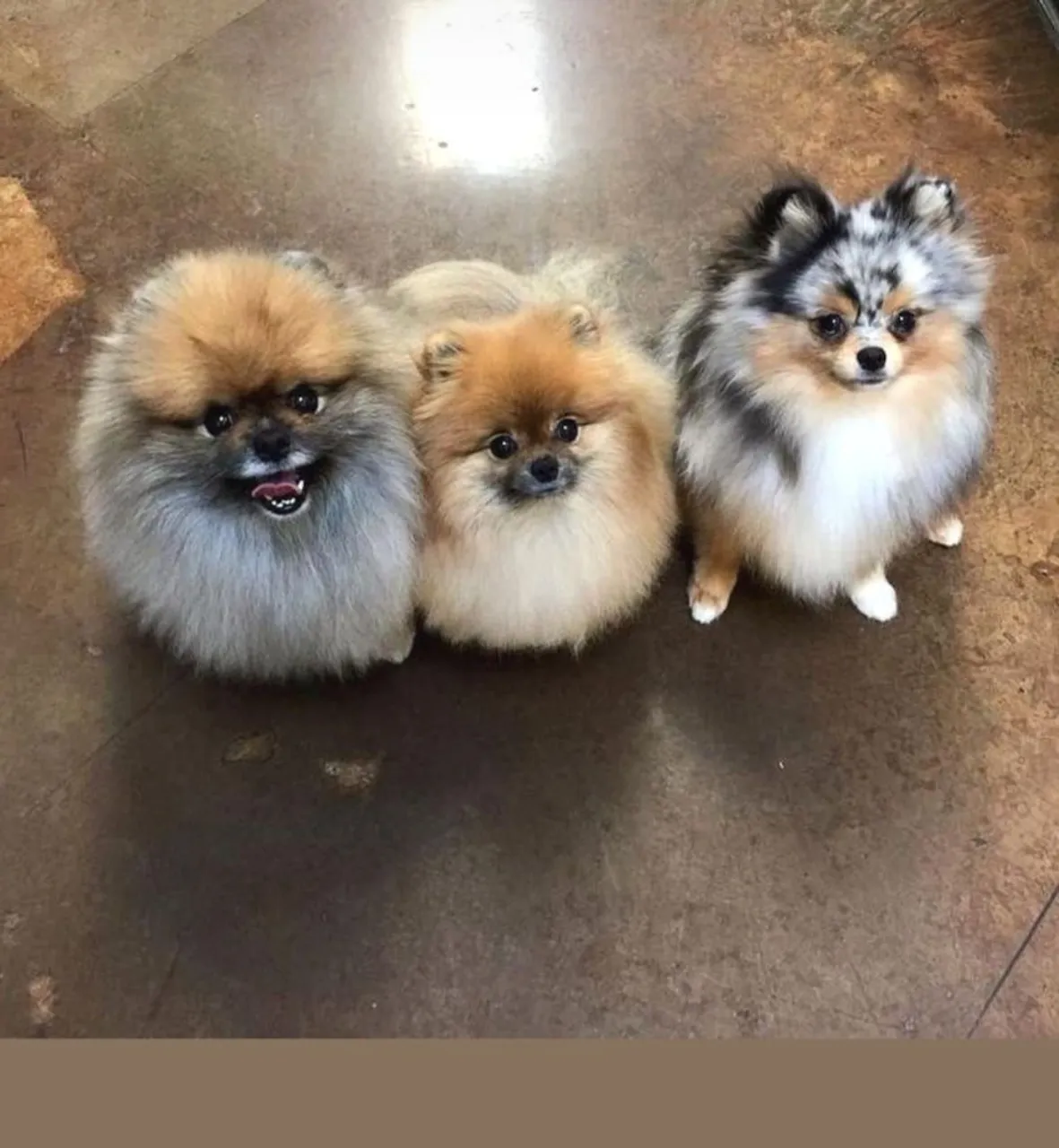 Filhote de Spitz Alemão