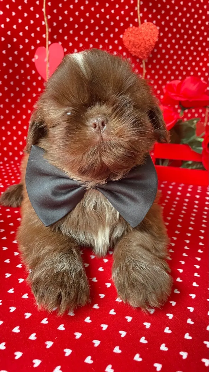 Shih Tzu Macho