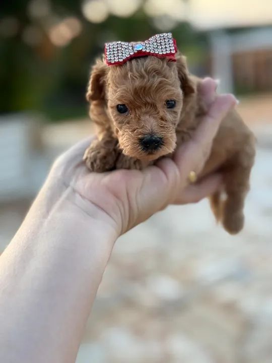 Poodle Micro Toy Red fêmea 