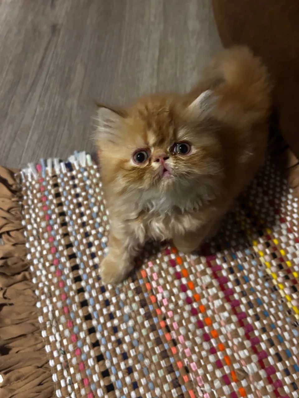 Filhote gato mini-persa - Foto 4