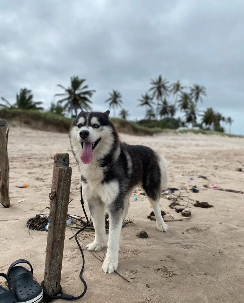 Procuro fêmea de husky siberiano