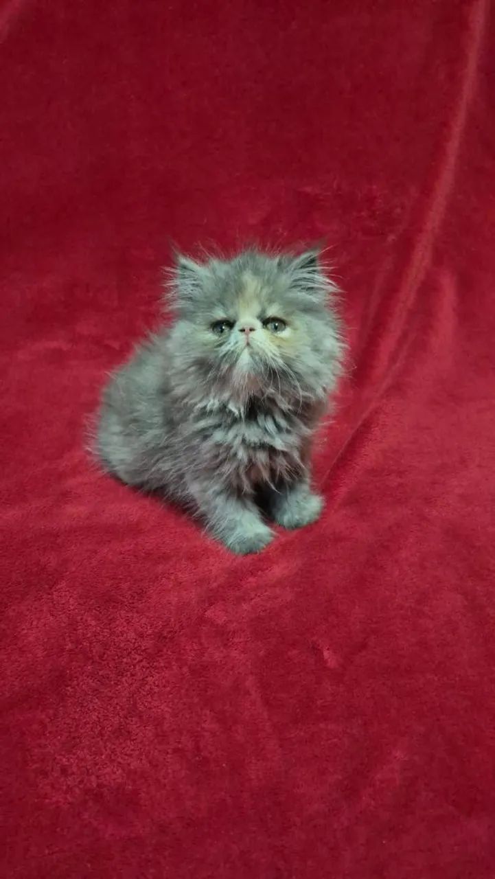 Persa mais lindinho e perfeitos64166870505347121