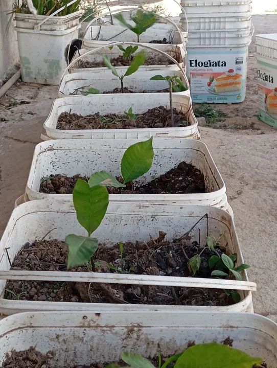 Muda de caju  - Foto 3