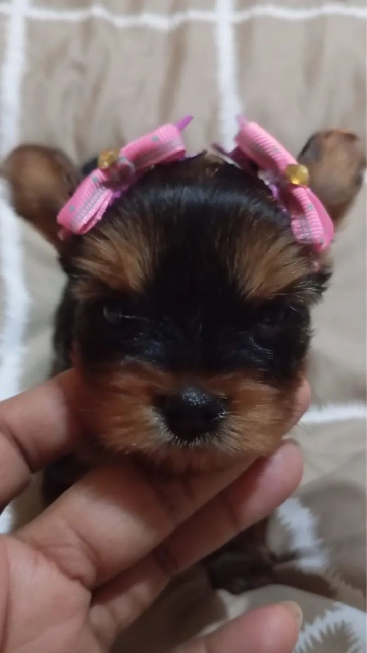 Yorkshire mini fêmea com 57 dias vacinada 