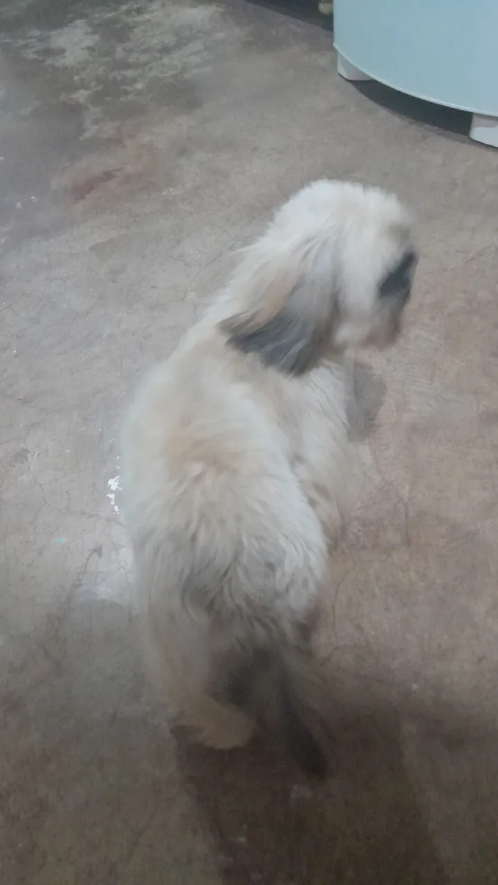 Filhote Shih Tzu fofo