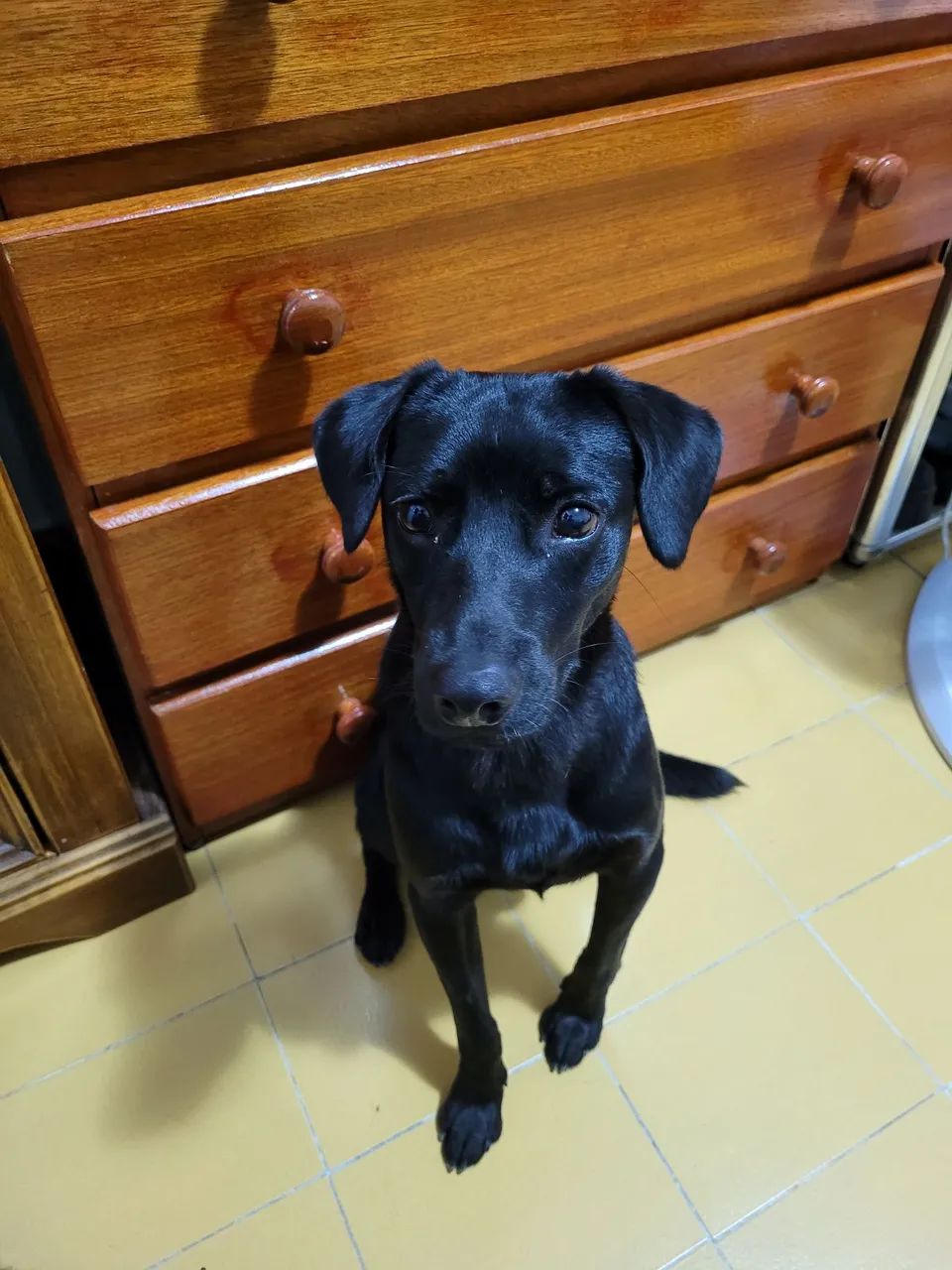 NEGÃO DISPONÍVEL PARA ADOÇÃO RESPONSÁVEL