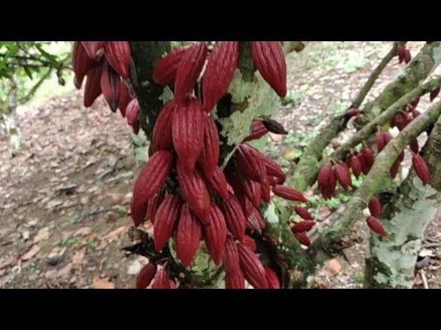 Vende -se mudas de Cacau clonado  - Foto 3