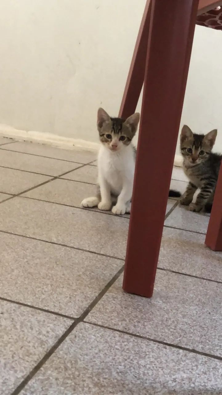 Gatas pra adoção responsável  - Foto 3