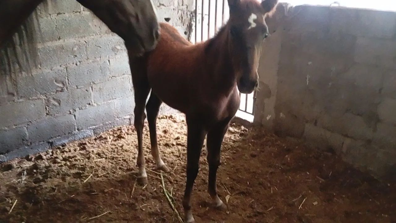 Doação potra fêmea retirar urgente  - Foto 5