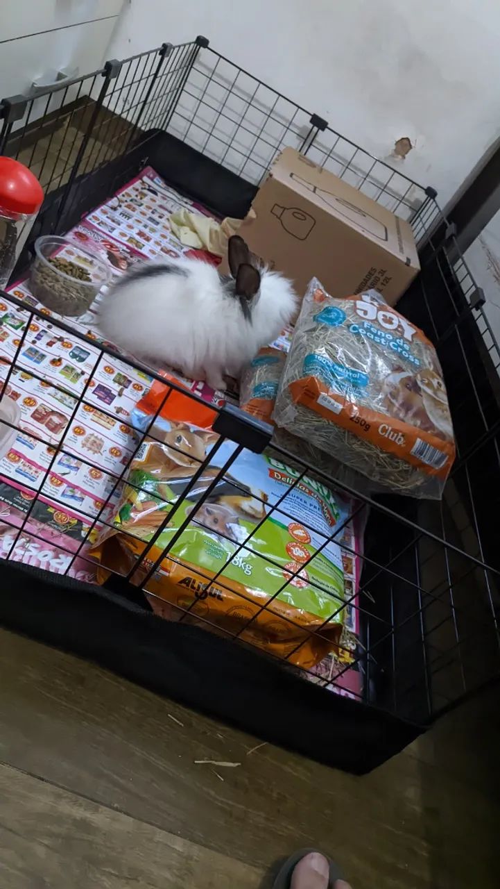 Vendo coelho Netherland + Assessórios  completo - Foto 6