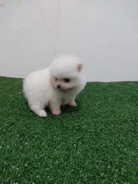 Filhote de Spitz Alemão - Foto 4