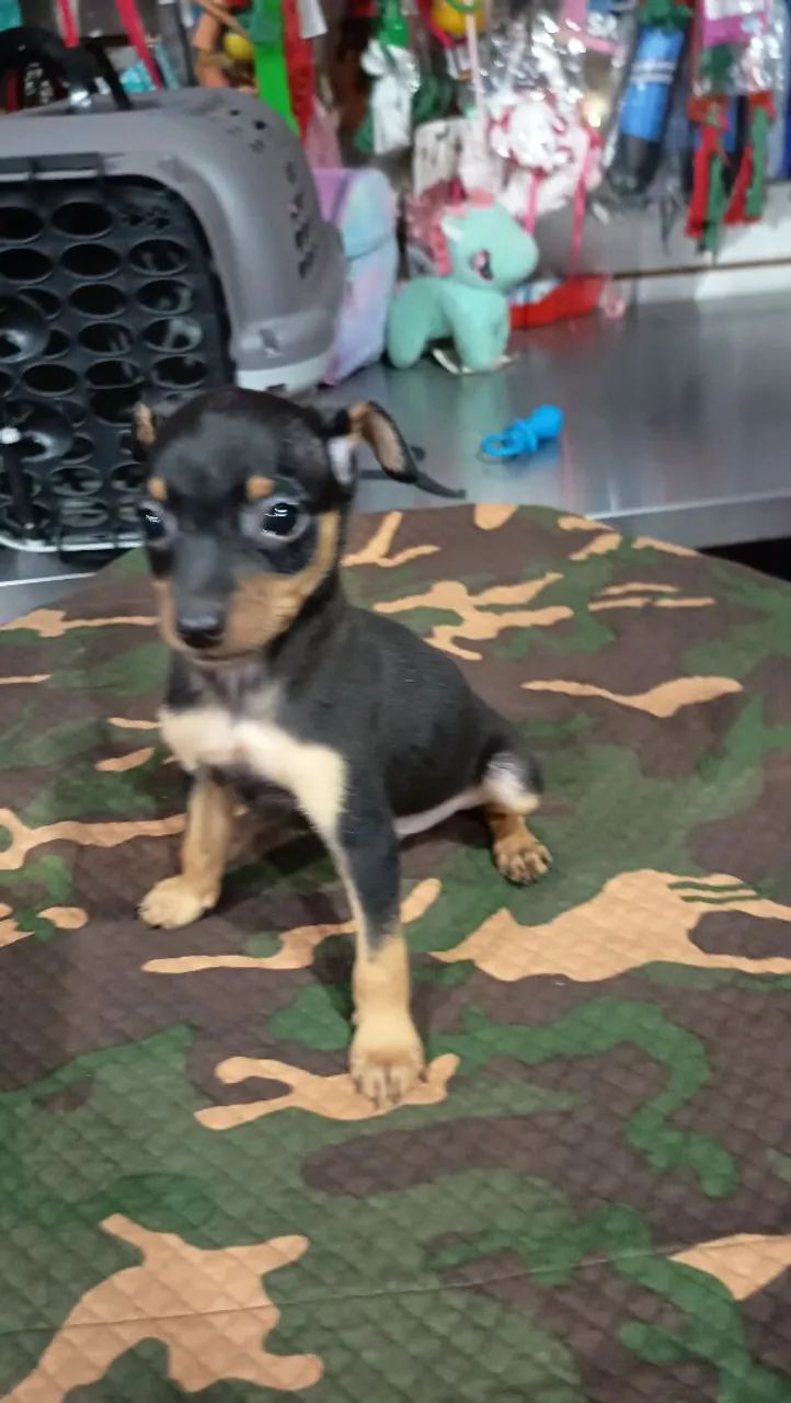 Lindos filhotes de pinscher macho e femea parcelo e entrego  - Foto 6