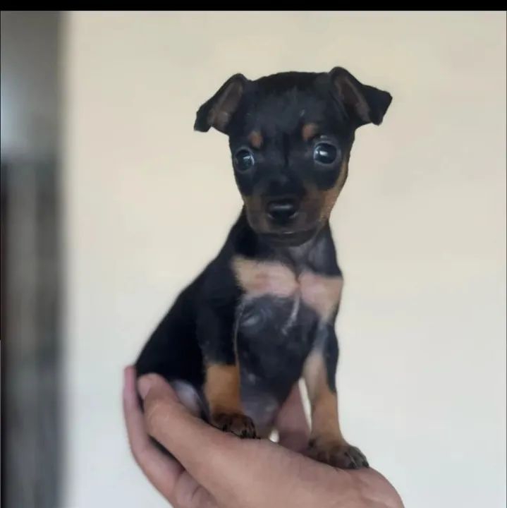 Pinscher ZERO macho e fêmea 
