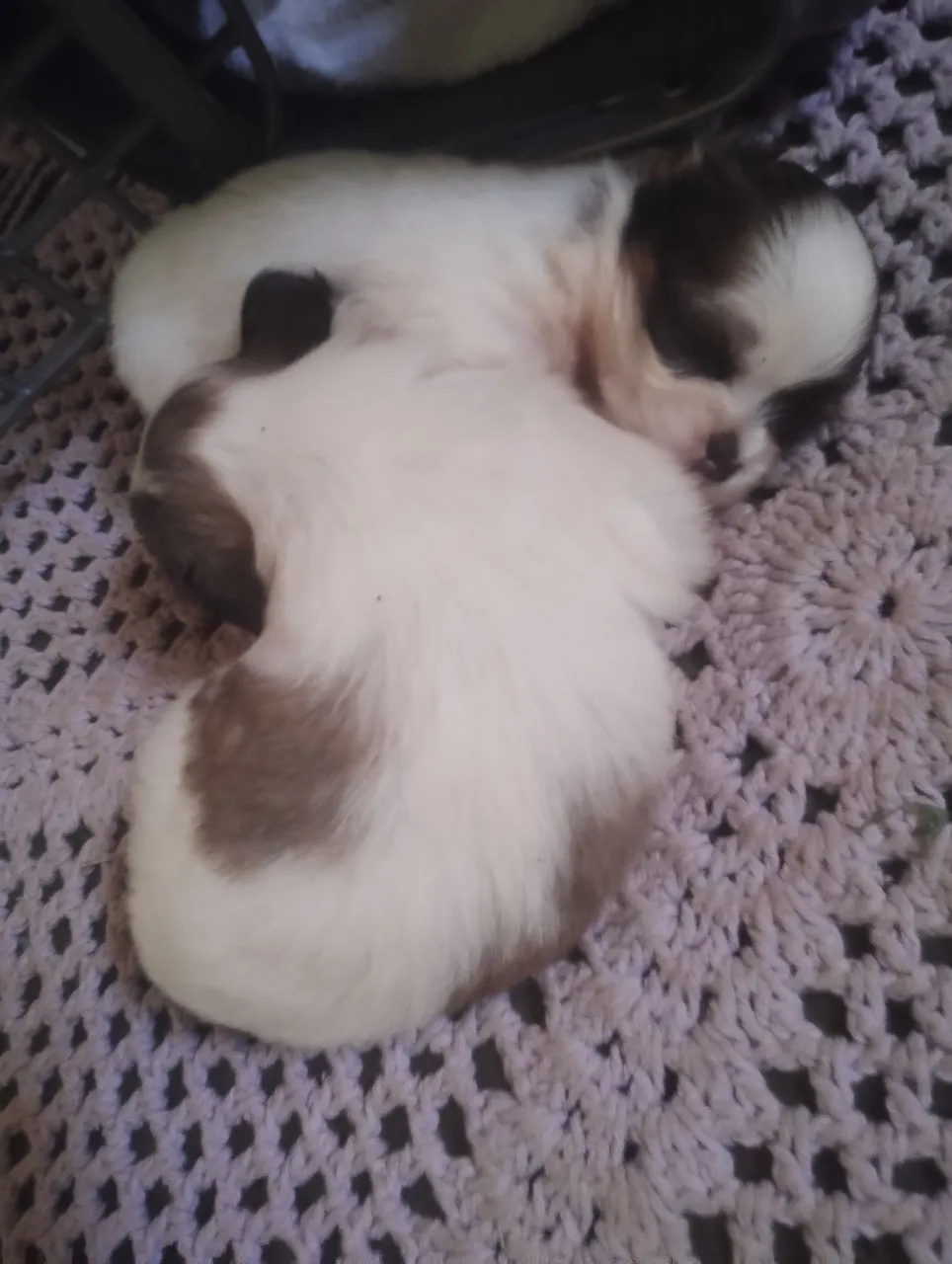 Filhotes de Shitzu Lhasa Apso macho e fêmea para venda