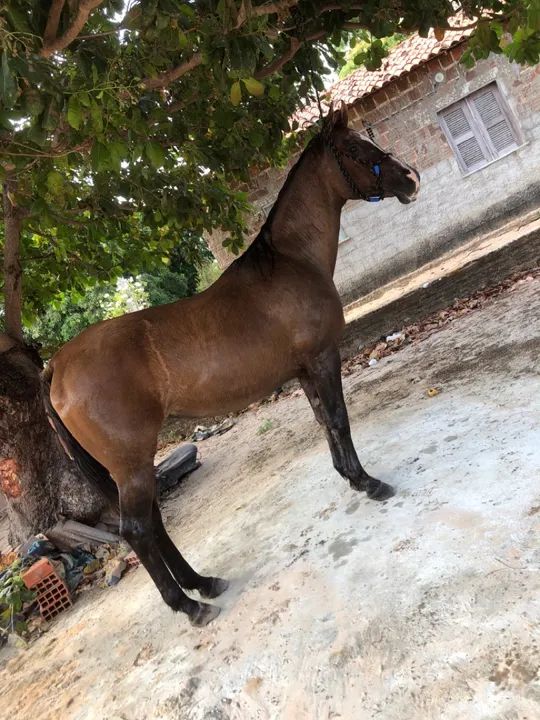 Vendo Ou troco essa matriz em cavalo ou potro 