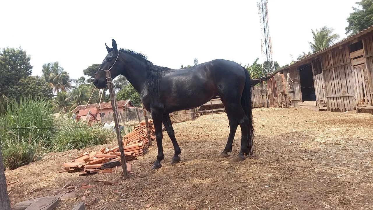 Egua top de charrete  - Foto 6