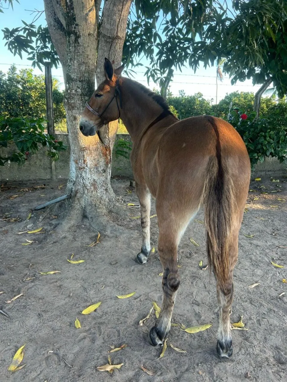 BURRO Marcha Picada - Manso de Sela.