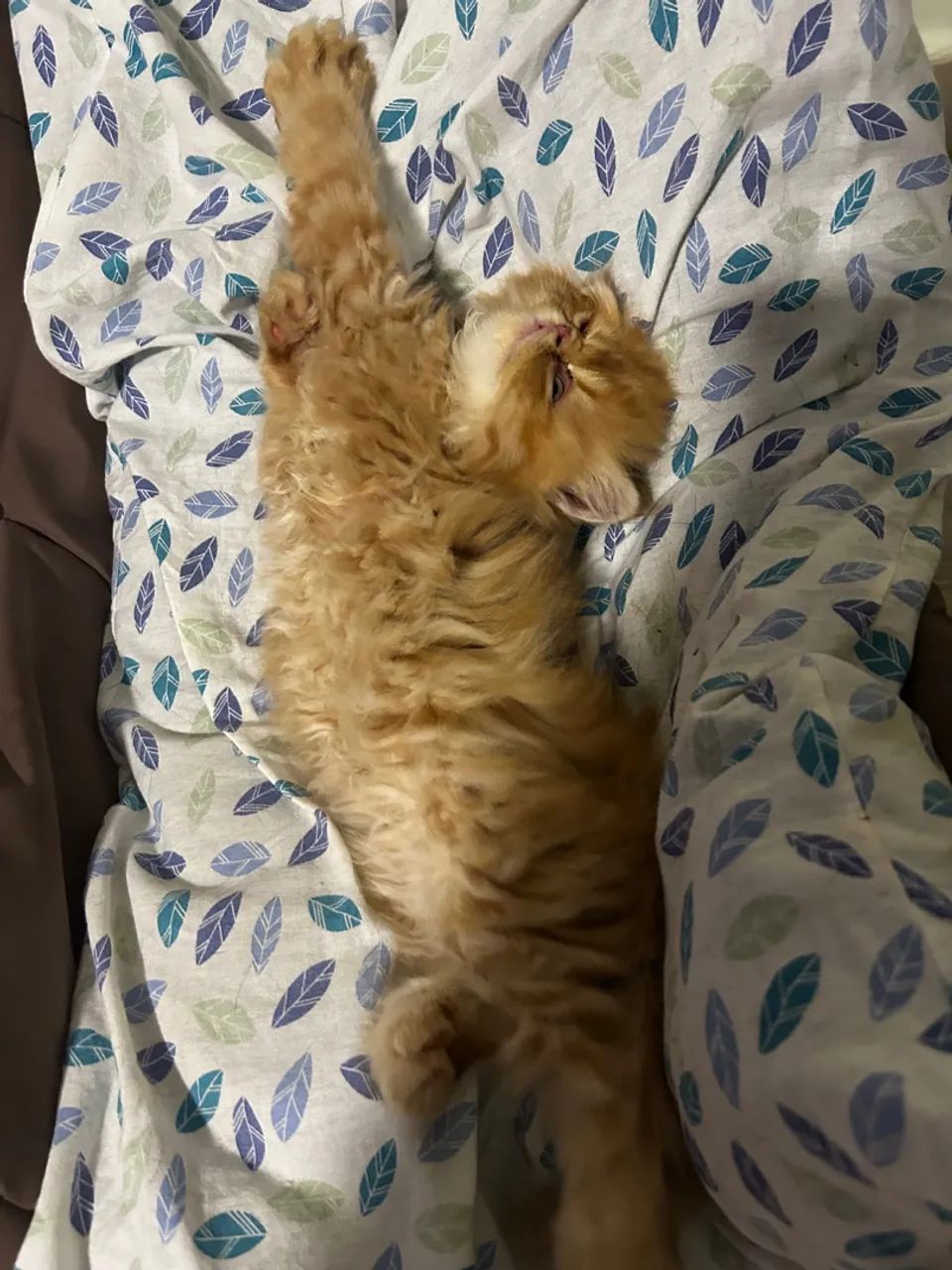 Filhote gato mini-persa