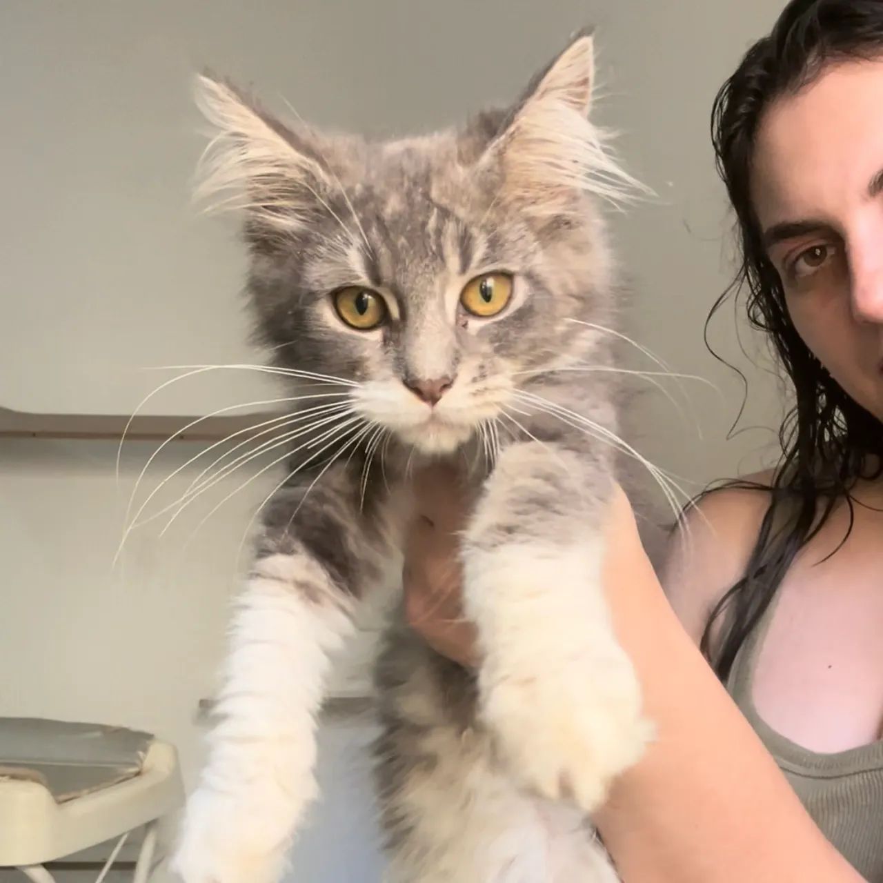 Filhote para reserva - Maine Coon 