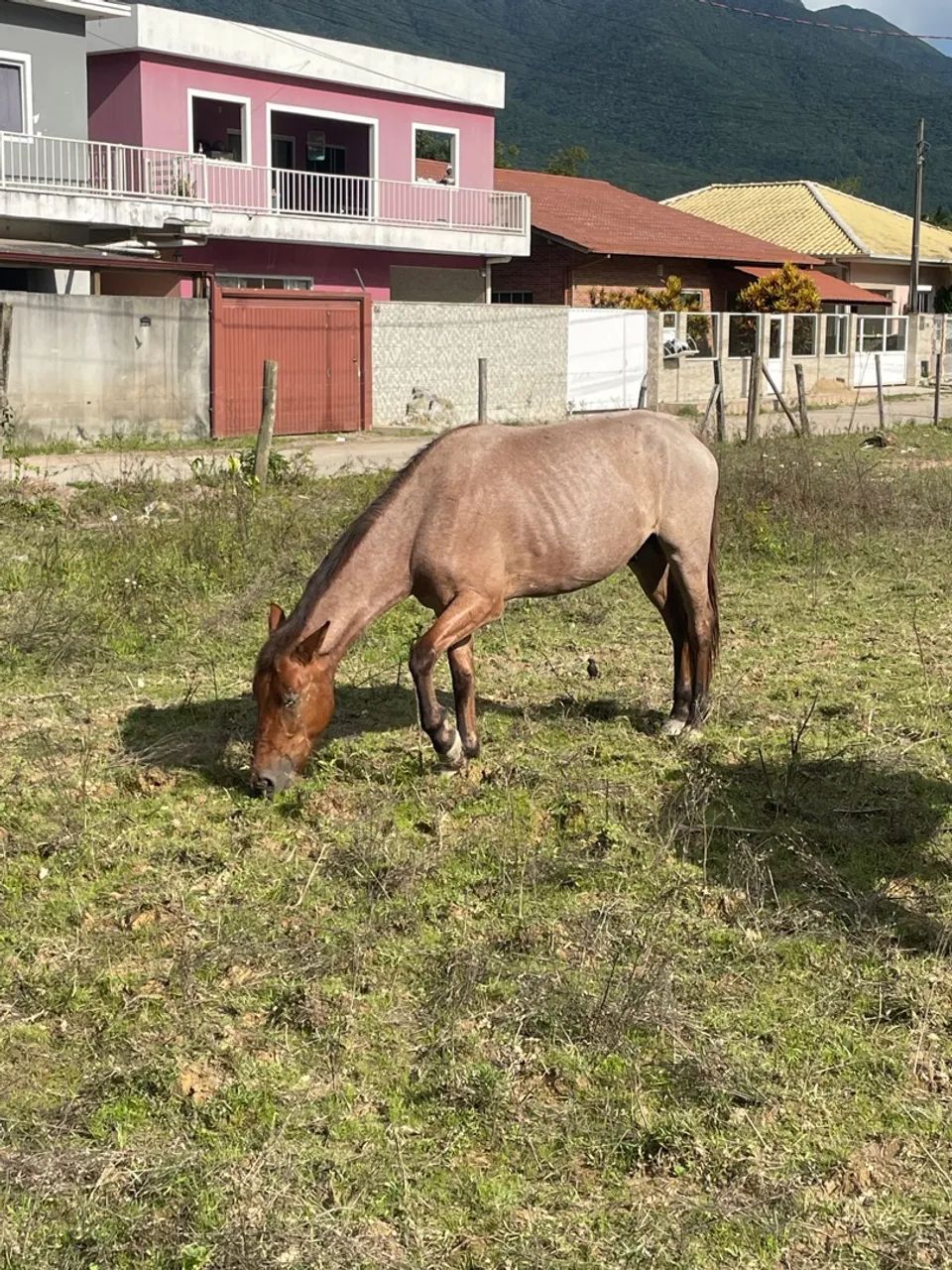 Cavalo crioulo  - Foto 3