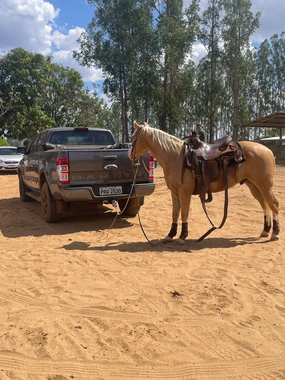 Quarto de Milha Palomino Registrado - Linhagem Gunner - Foto 2