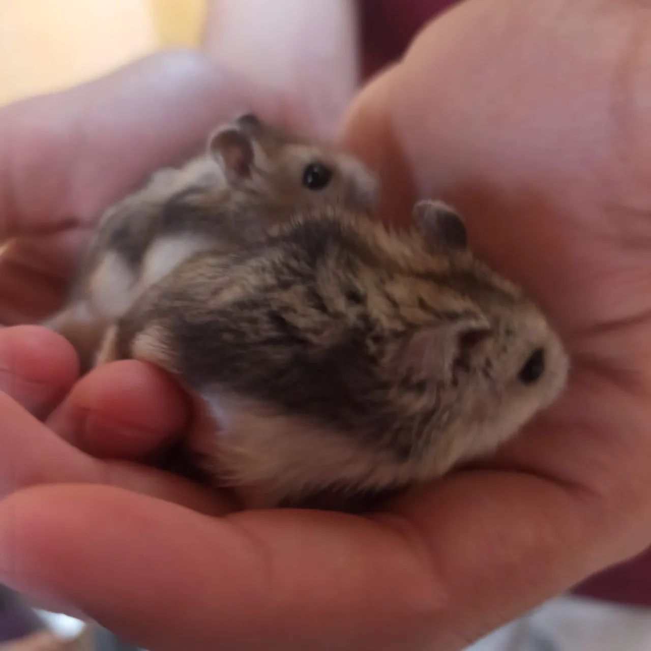 Hamster Anão Russo  - Foto 4