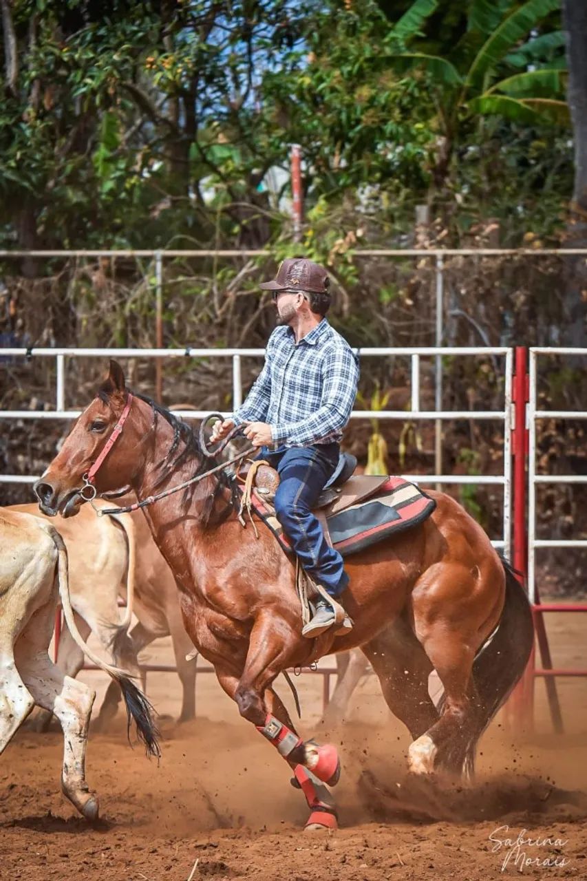Vendo cavalo quarto de milha