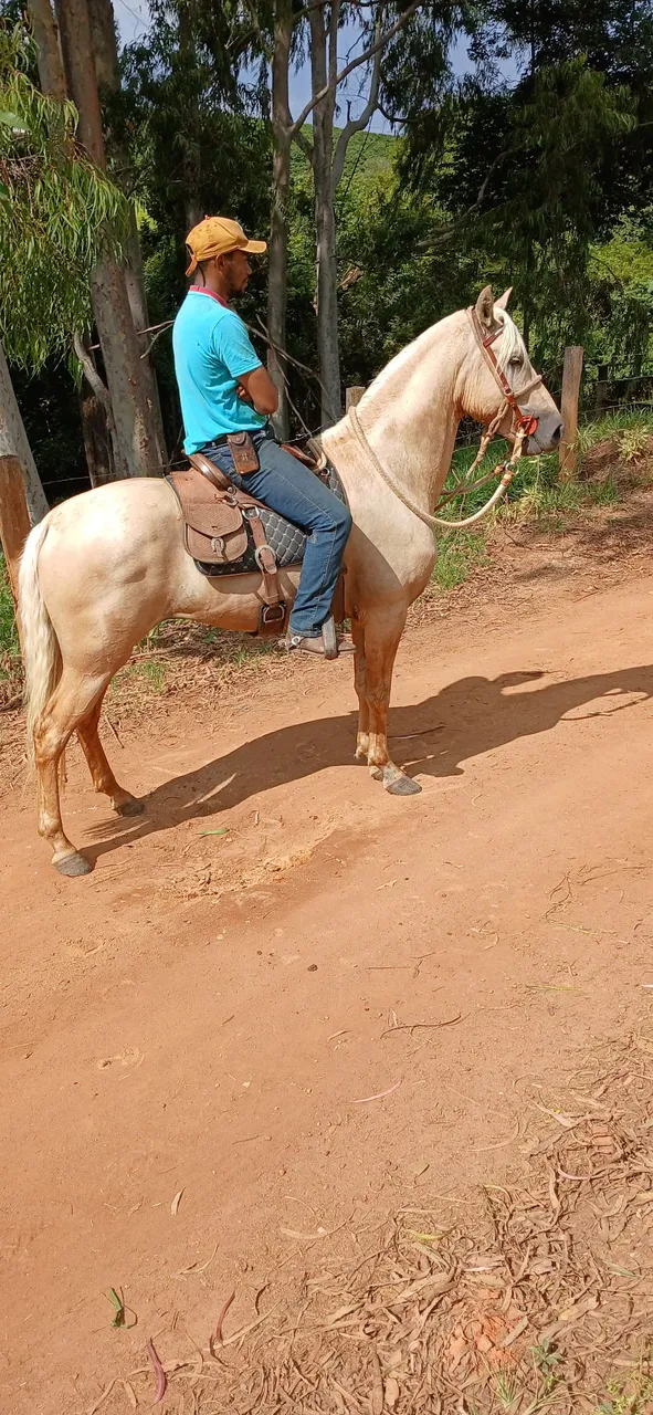 Potro amarilho 