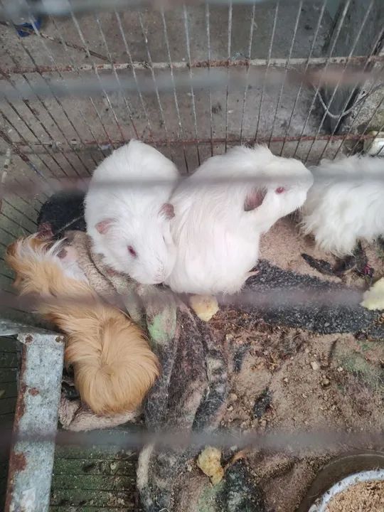 Porquinho da índia  - Foto 2