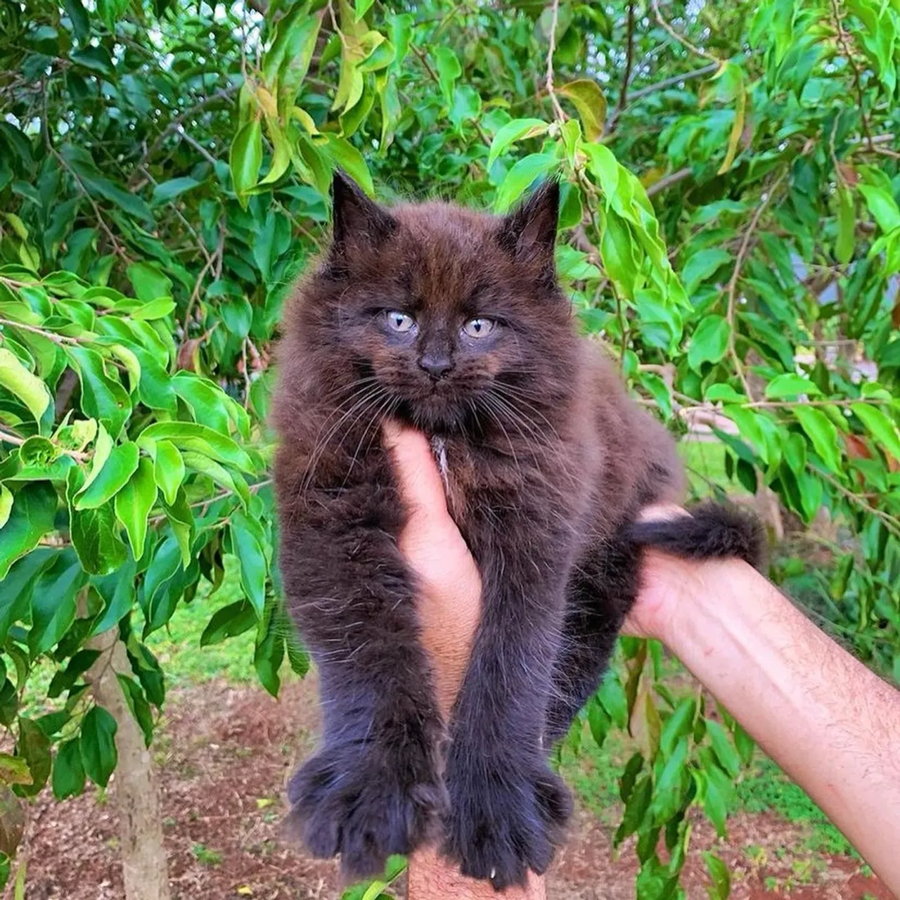 MAINE COON PANTERA NEGRA FILHOTE