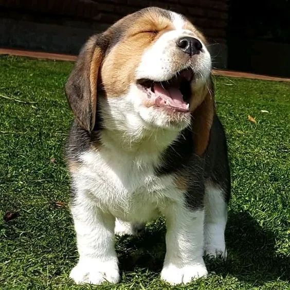 Temos Bebês Beagle  