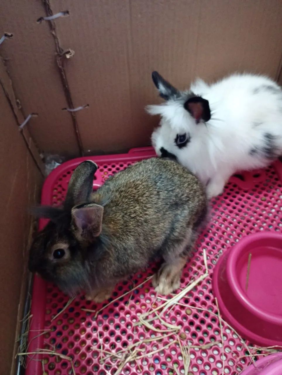 Vendo casal de coelho raça Lionhead  - Foto 3