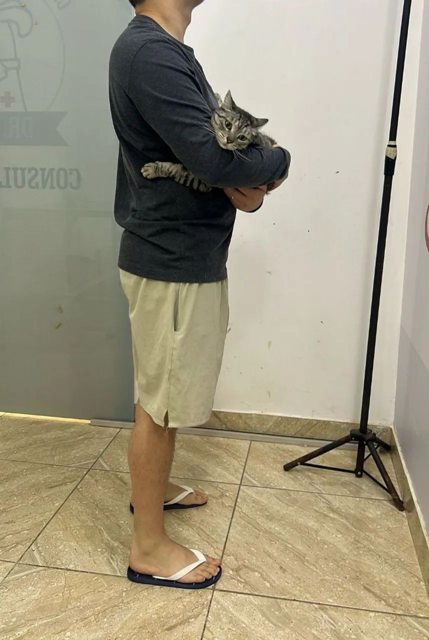 Gatinha disponível para adoção - Foto 3