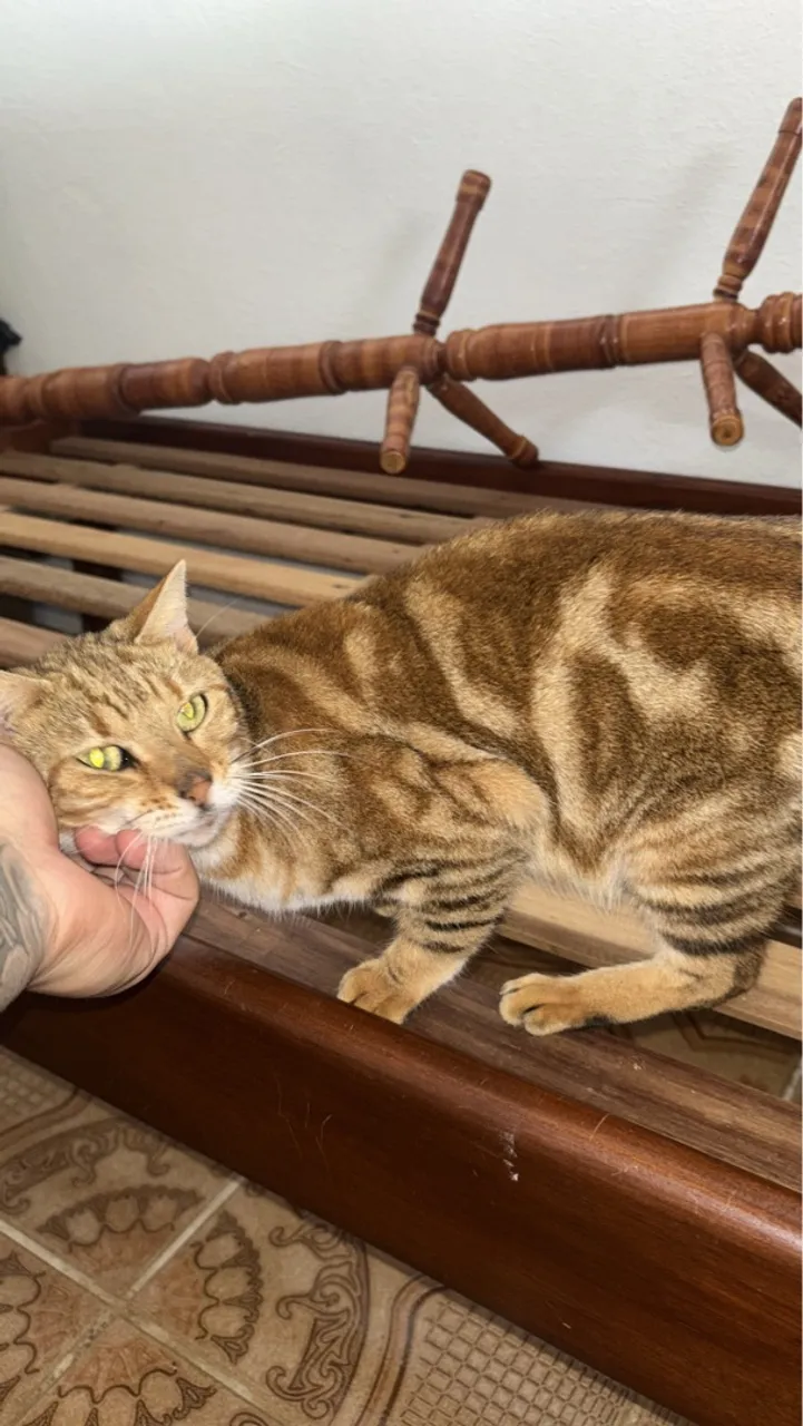 Gato Da Raça Bengal Marbled