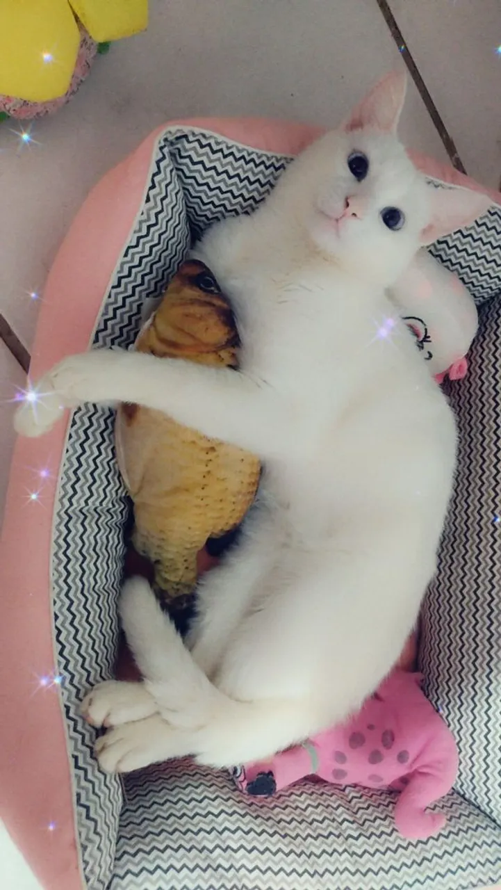 Gatinho Branco Adorável em Busca de um Lar